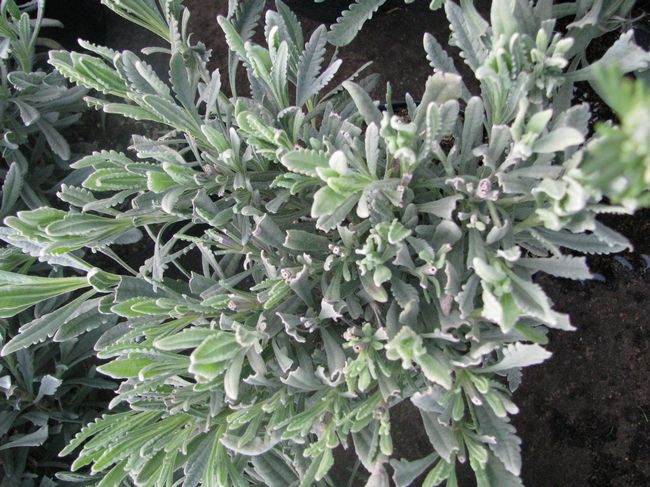 Zmes levandule (Lavanda angustifloria).