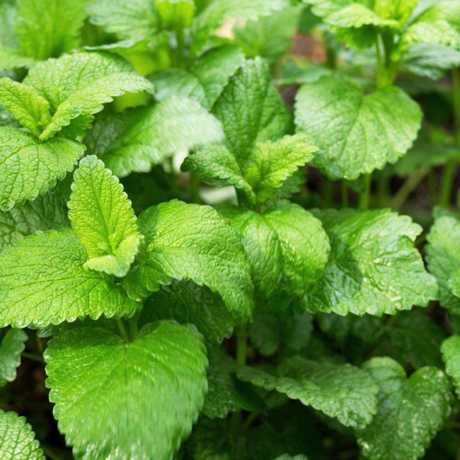 Kvetináč Melissa (Melissa) 14 cm