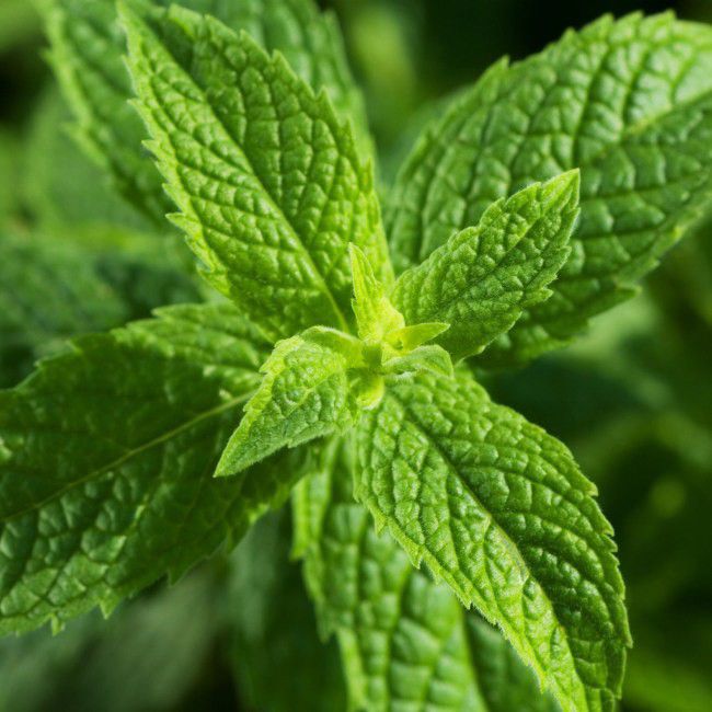 Mätový hrniec 20 cm 14 cm