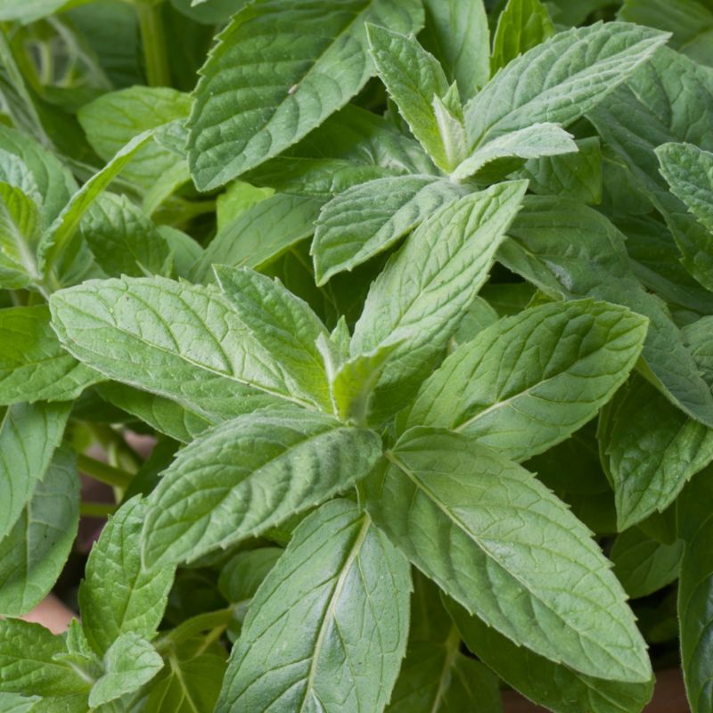 Sadenice mäty v 13 cm kvetináči