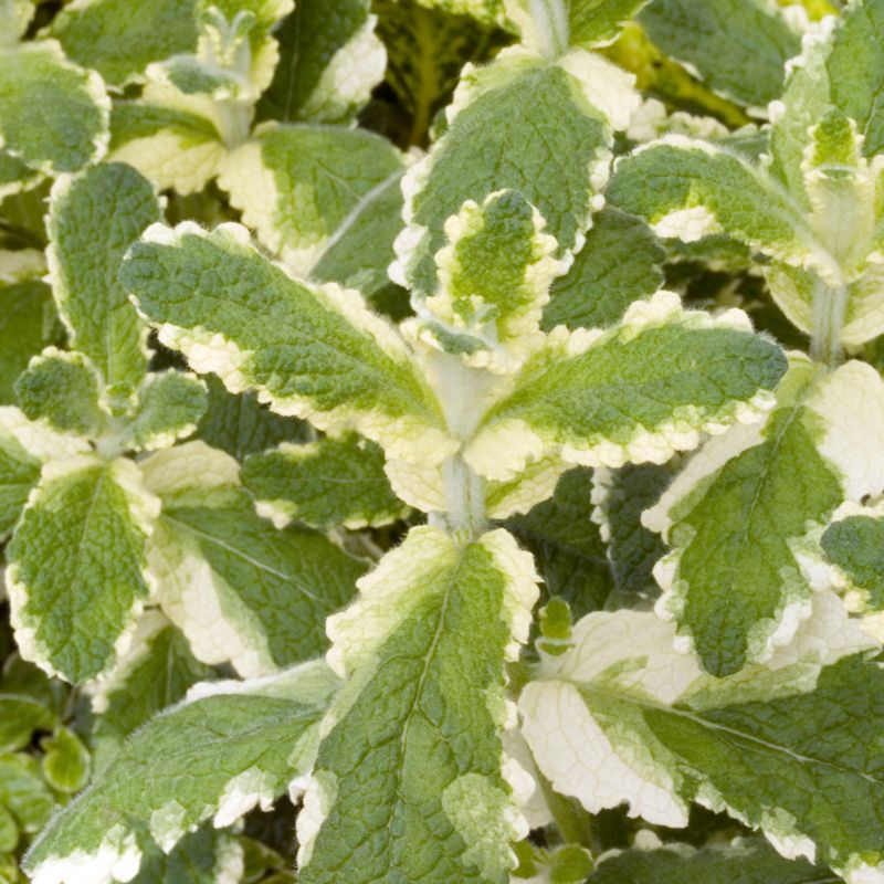 Sadenice mäty v 13 cm kvetináči