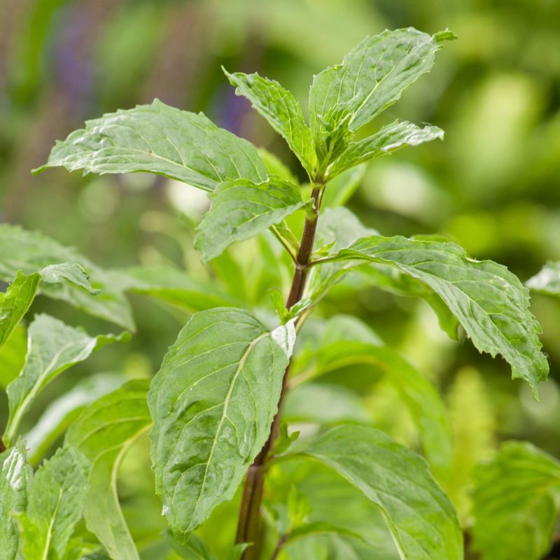 Sadenice mäty v 13 cm kvetináči