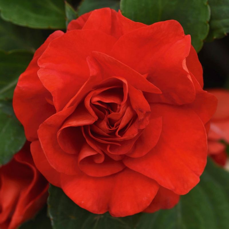 Impatiens Glimmer Bright Red 13 cm