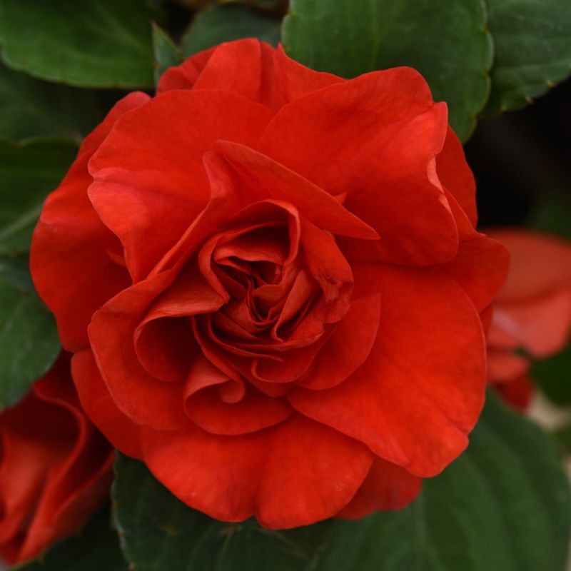 Impatiens Glimmer Bright Red 13 cm
