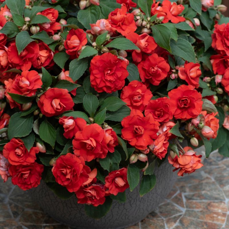 Impatiens Glimmer Bright Red 13 cm