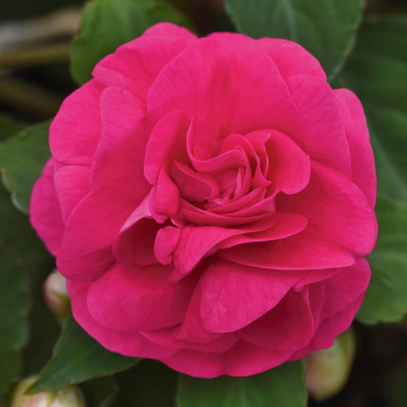 Impatiens Glimmer Hot Pink 13 cm