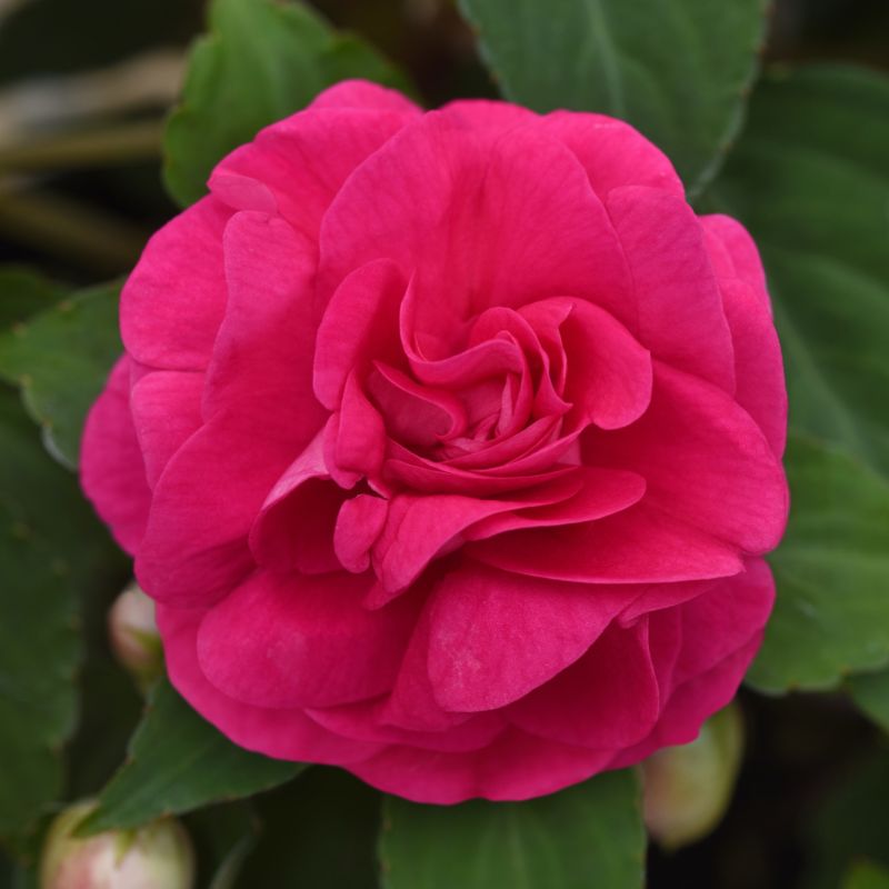 Impatiens Glimmer Hot Pink 13 cm