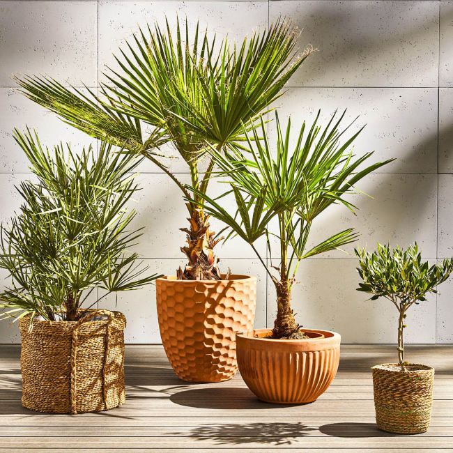 Olivový európsky kvetináč 18 cm