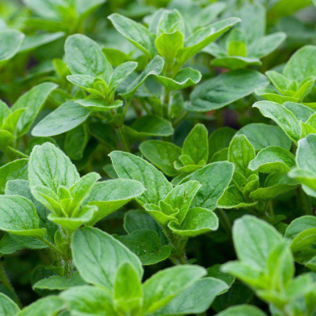 Oregano Oreganum majorana hrniec 14 cm