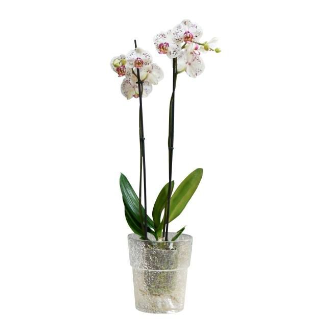 Sklenený obal na orchideu Fantazja 15 cm