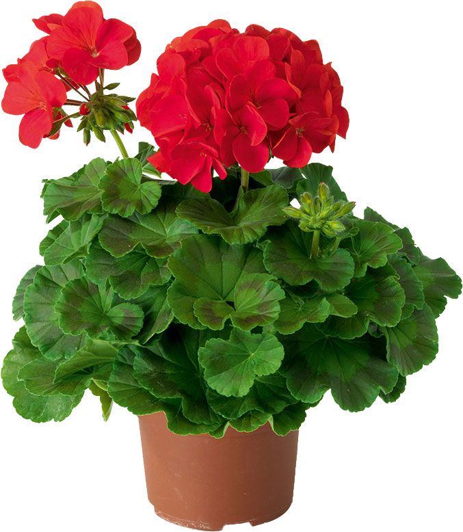 Muškát Verve, dvojfarebný črepník, 10,5 cm, výška 20 cm