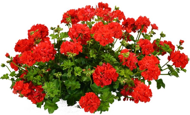 Pelargonium Verve mix, črepník 23 cm, výška 40 cm