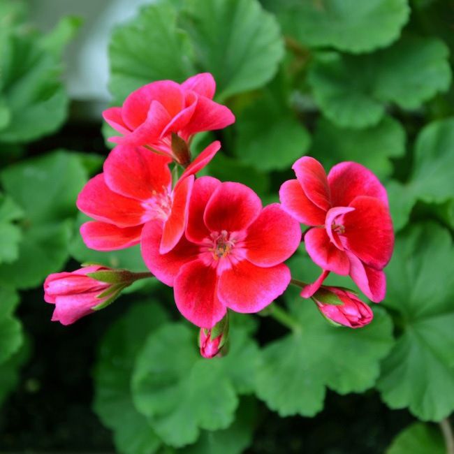 Črepník Pelargonium Zonale II 10 cm