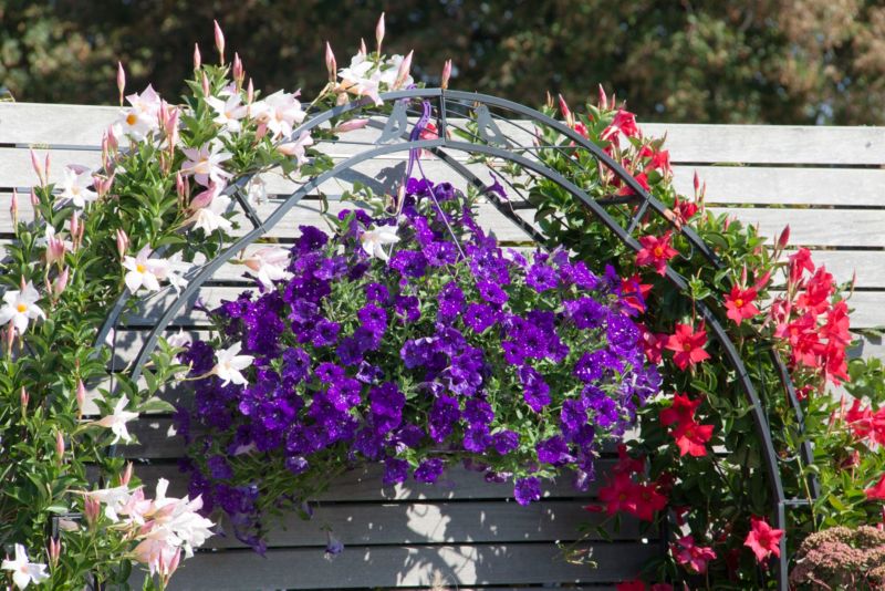 Petunia Night Sky 13 cm