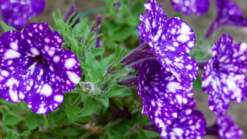 Petunia Night Sky 13 cm