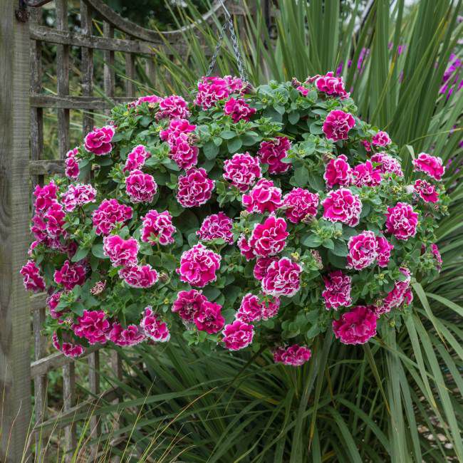 Petúnia Tumbeliena Anna 13 cm