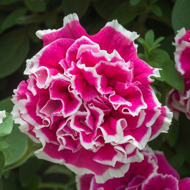 Petúnia Tumbeliena Anna 13 cm