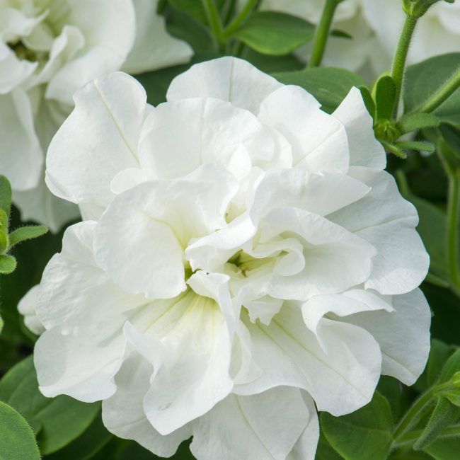 Petúnia Tumbeliena Diana 13 cm