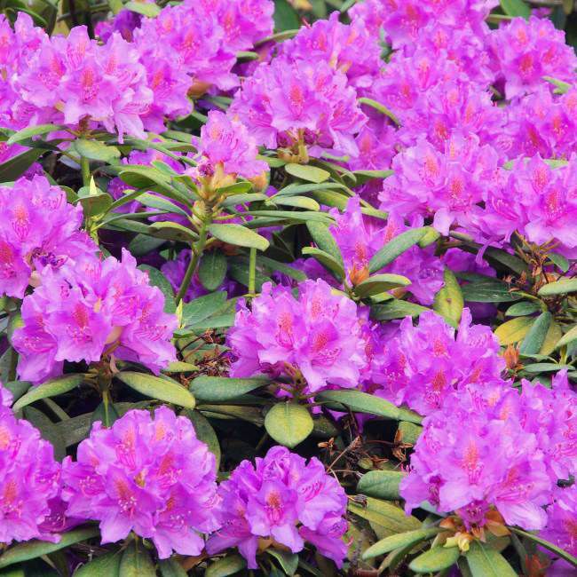 Rododendron (Rhododendron) v odrodách C7,5L