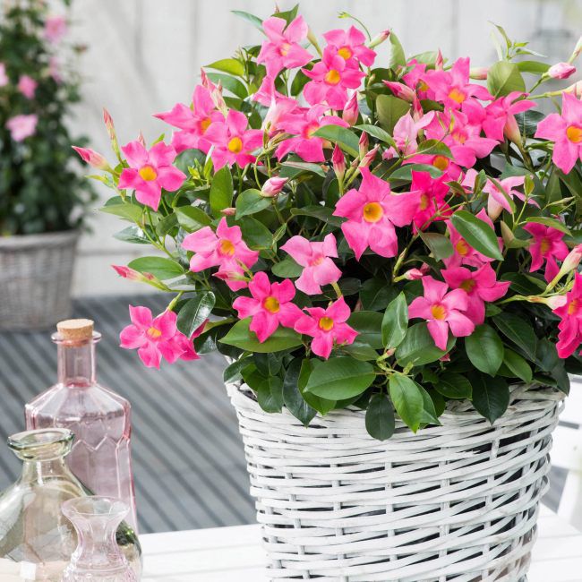 Sundaville Rio Pink 11 cm