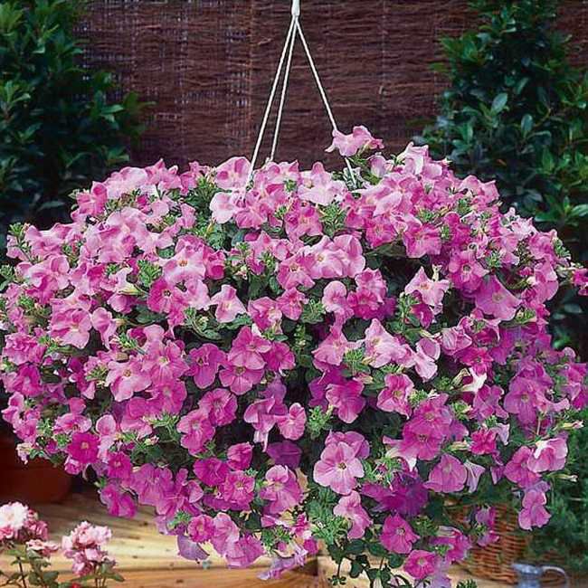 Kvetináč Surfinia Supertunia 12 cm