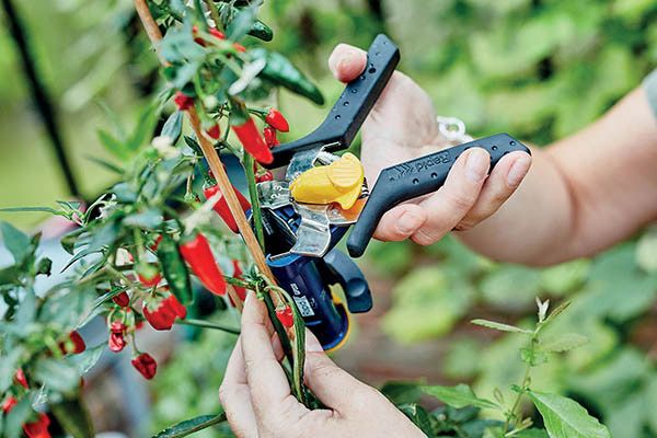 Záhradné kliešte Rapid GP 238