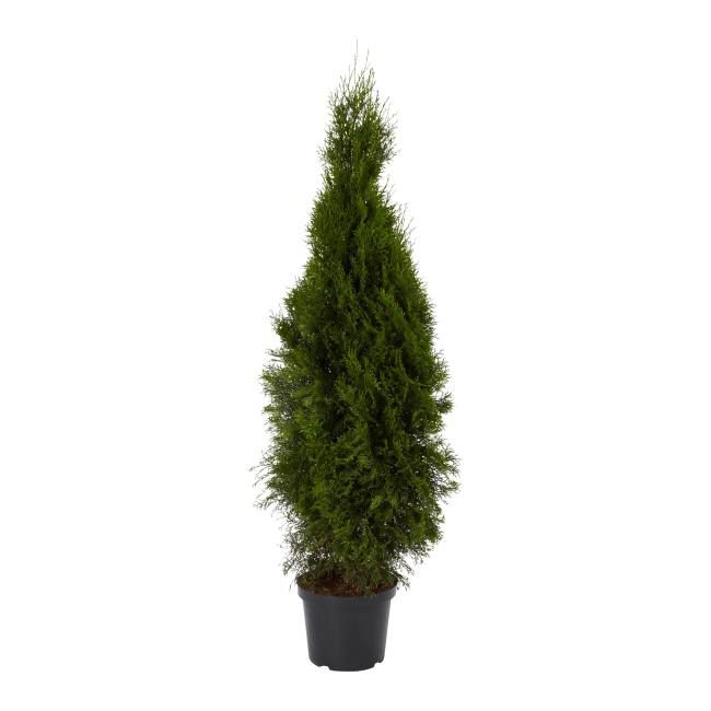 Tuja smaragd 120-140 cm