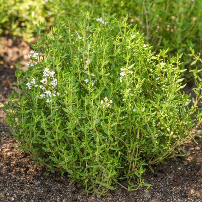 Tymián obyčajný (Thymus vulgaris) črepník 14 cm