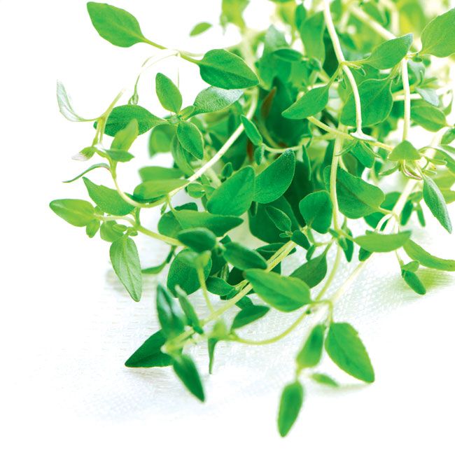 Tymián obyčajný (Thymus vulgaris) črepník 14 cm