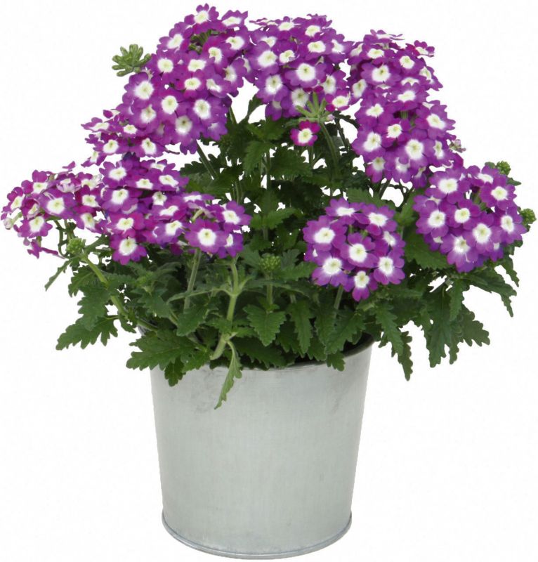 Hrniec Verbena Verve mix 13 cm výška 22 cm