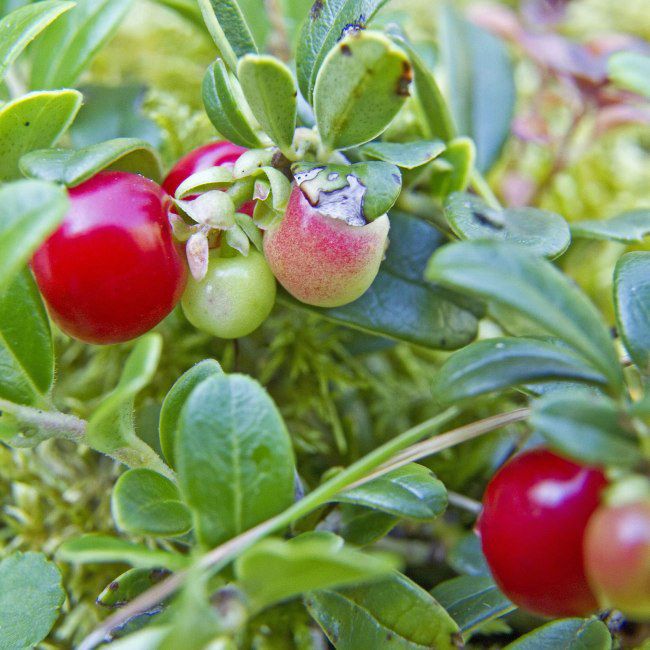 Brusnica Vaccinium macrocarpon P11